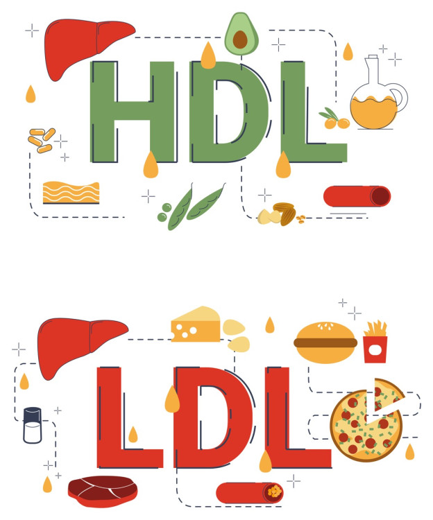 Abbildung 3: Lebensmittel, die reich an HLD und LDL Cholesterin sind