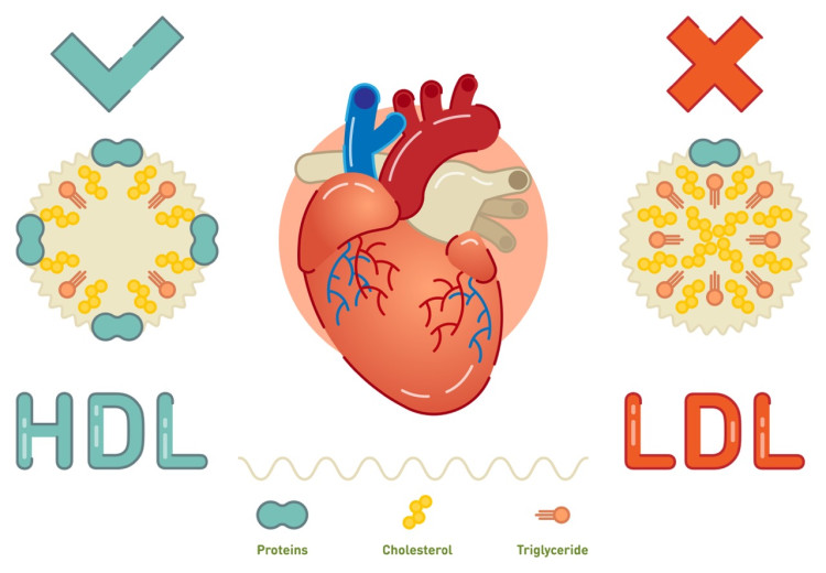 Abbildung 1: Gutes und schlechtes Cholesterin